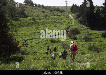 Eine Gruppe von Senioren Wanderer steigen einen steilen Hügel während einer Wanderung in der grünen Landschaft. Durch Ein Hashofet.  Menashe Höhen in der südlichen Carmel Stockfoto