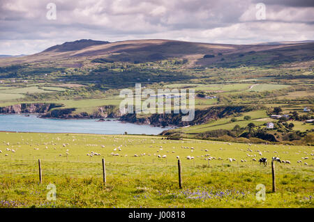 Grüne Felder führen hinunter zu Klippen und Meer an der Newport Bay, gesehen von Dinas Kopf in Pembrokeshire Coast National Park, Wales. Stockfoto