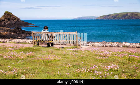 Grüne Felder führen hinunter zu Klippen und Meer an der Newport Bay, gesehen von Dinas Kopf in Pembrokeshire Coast National Park, Wales. Stockfoto