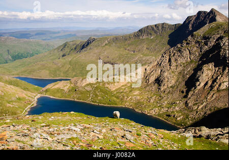 Ein Schaf weidet hoch an den Hängen des Snowdon Mountain, mit Blick auf Seen und Tälern des Snowdonia Nationalparks in Wales. Stockfoto