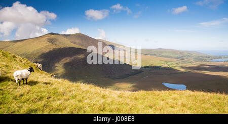 Ein Schaf blickt auf eine grüne Gletschertal aus den Bergen von Irlands Dingle-Halbinsel, mit Brandon Berg hinter. Stockfoto