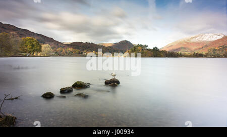 Eine Möwe steht auf einem Felsen in Grasmere im Lake District, mit Helm crag und Sitz Sandale Bergen in der Ferne. Stockfoto