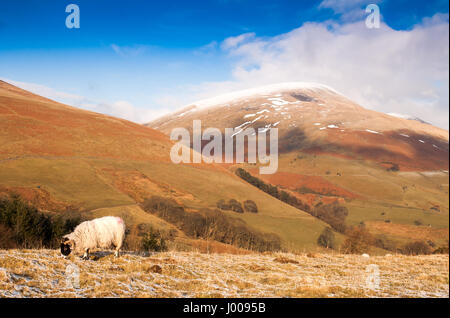 Ein Schaf weidet auf der Weide auf latrigg Berg, mit dem schneebedeckten Gipfel des blencathra (saddleback) hinter in den englischen Lake District. Stockfoto