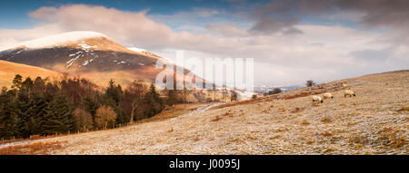 Schafe grasen auf einem schneebedeckten Feld auf Latrigg im englischen Lake District, mit Blencathra (Saddleback) Berg hinter. Stockfoto