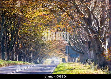 Die Allee der Bäume entlang der B 3082 in Kingston Lacy angezeigte Farben des Herbstes. Stockfoto