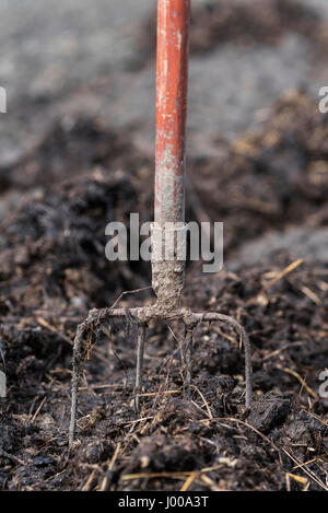 Alten Stahl Mistgabeln in einem Haufen von Dünger, düngen Felder. Ukraine Stockfoto