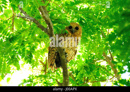 Die Pel angeln Owl (Scotopelia Peli) in Malawi Stockfoto