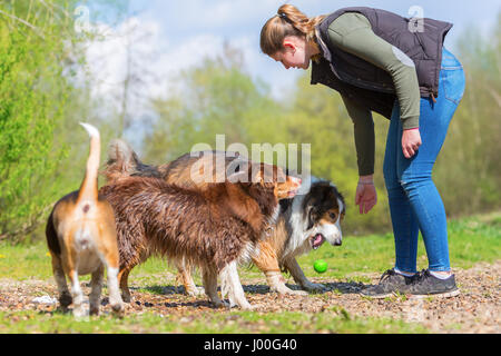 junge Frau mit einem Beagle, Collie-Mix und ein Australian Shepherd Hund draußen spielen Stockfoto