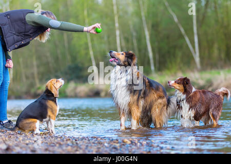 junge Frau mit einem Beagle, Collie-Mix und ein Australian Shepherd Hund an einem Fluss zu spielen Stockfoto