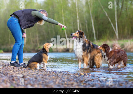 junge Frau mit einem Beagle, Collie-Mix und ein Australian Shepherd Hund an einem Fluss zu spielen Stockfoto