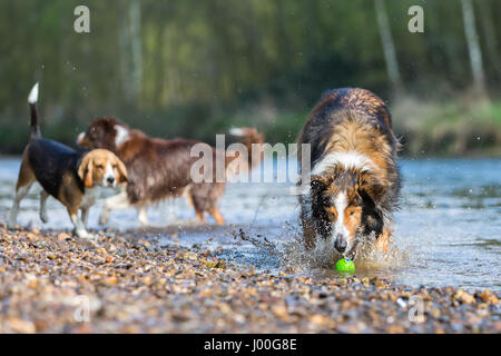 Bild von einem Collie-Mix-Hund, ein Beagle und ein Australian Shepherd in einem Fluss zu spielen Stockfoto