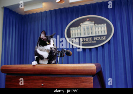 US-Präsident Bill Clinton Familienkatze Socken Posen auf dem Podium in der Presse-Briefing-Room des weißen Hauses 5. Dezember 1993 in Washington, DC. Stockfoto