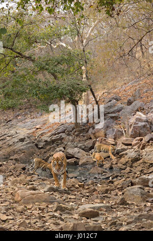 Eine wilde Tigerin mit ihren jungen Jungen Trinkwasser aus einem kleinen Teich in Ranthambhore Nationalpark von Indien Stockfoto