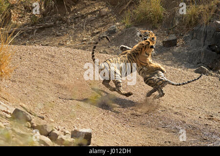 Zwei Sub-adulten Tigerbabys spielen kämpfen in einem Wasserloch während der heißen und trockenen Sommern in Ranthambhore Tiger von Indien reservieren Stockfoto