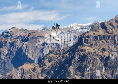 Schwarzen & weißen Andenkondor (Vultur Kondor) Segelfliegen in schneebedeckte Berge, Condor Cross, Colca Canyon, Caylloma Provinz, Region Arequipa Peru Stockfoto