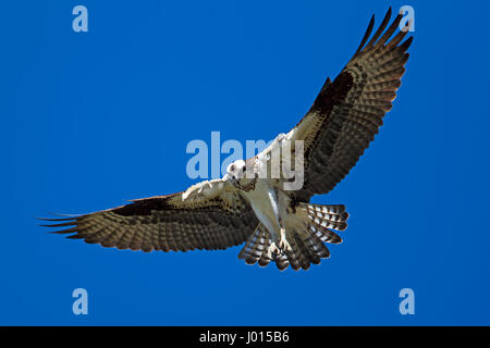 Ein Fischadler schwebt bis in den Himmel über Fernan See in Idaho auf der Suche nach Fisch. Stockfoto