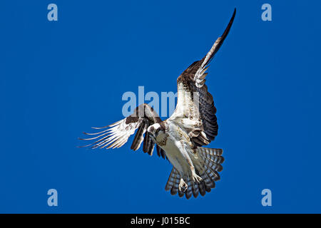 Ein Fischadler schwebt bis in den Himmel über Fernan See in Idaho auf der Suche nach Fisch. Stockfoto