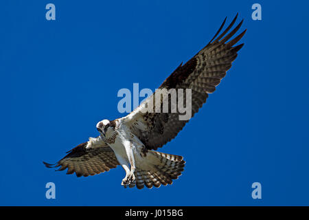 Ein Fischadler schwebt bis in den Himmel über Fernan See in Idaho auf der Suche nach Fisch. Stockfoto