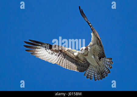 Ein Fischadler schwebt bis in den Himmel über Fernan See in Idaho auf der Suche nach Fisch. Stockfoto