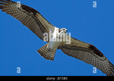 Ein Fischadler schwebt bis in den Himmel über Fernan See in Idaho auf der Suche nach Fisch. Stockfoto