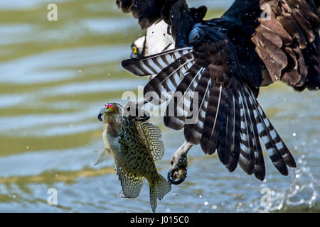 Ein Fischadler versucht eine Crappie zu ergreifen, die bereits von einem Fischer am Fernan Lake in Nord-Idaho angeschlossen war. Stockfoto