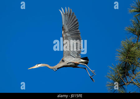 Ein Reiher zieht während des Fluges zu gehen, mehr Material für sein Nest in Nord-Idaho zu finden. Stockfoto