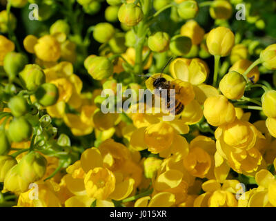 Blühende Stechpalme, Ilex aquifolium Stockfoto