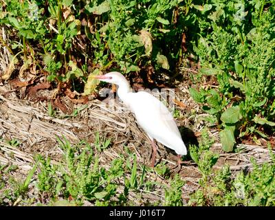 Kuhreiher (Bubulcus Ibis) mit Paarung Saison Gefieder. Paynes Prairie Preserve State Park, Gainesville, Florida, USA Stockfoto