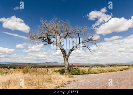 Ein einsamer Baum durchbricht die Landschaft unterwegs nach Taos, New Mexico. Stockfoto