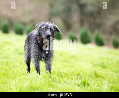 Schwarz gemischte Rasse Hund Stand in einem Feld wartet auf seinen Besitzer. Er trägt einen Halsband und Id-Tag. Es regnet. Stockfoto