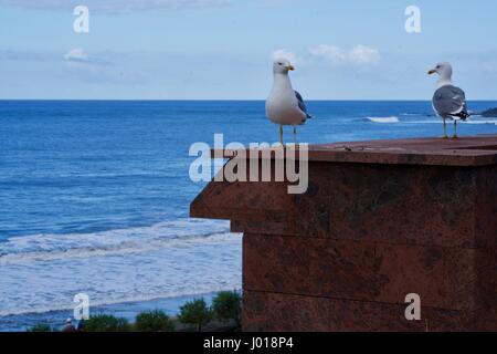 zwei Möwen stehend an der Wand direkt am Meer Stockfoto