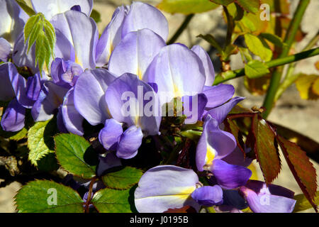 Glyzinien Blüten (Wisteria Sinensis) in voller Blüte im Frühjahr Mitte, Süd-west Frankreich. Stockfoto