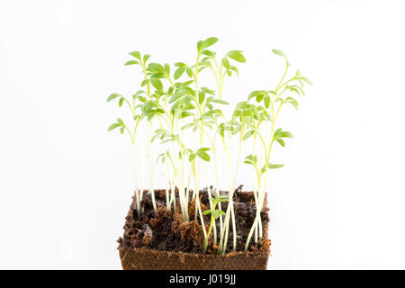 Frische Jungpflanzen der Gartenkresse in Torf Topf auf weißem Hintergrund Stockfoto