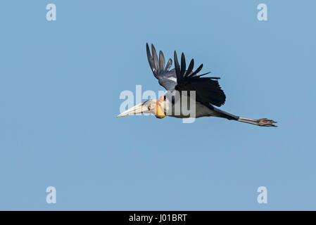 Größere Adjutant (Leptoptilos Dubius) im Flug, Prek Toal, Tonle Sap, Kambodscha, Kambodscha Stockfoto