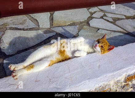 Ferrel Bar Katze, ausgestreckt, Kalymnos, Griechenland Stockfoto