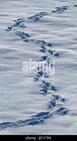 Tierspuren im Schnee. USA. Alaska. Chilkat River. Stockfoto