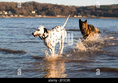 Deutscher Schäferhund und Spaß im Meer mit einem Stock jagten einander Dalmatiner Stockfoto