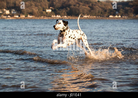 Glücklich verspielten Dalmatiner Hund spielen über im Meer Spaß rund um Spritzwasser Stockfoto