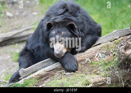 Europäische Black Bear Cub zum Entspannen in der Sonne in einem zoo Stockfoto