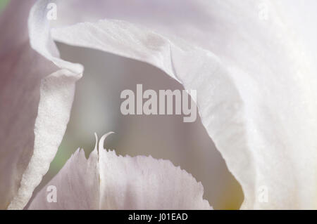 Iris Blume Fragment Makroaufnahme lokalen Fokus Stockfoto