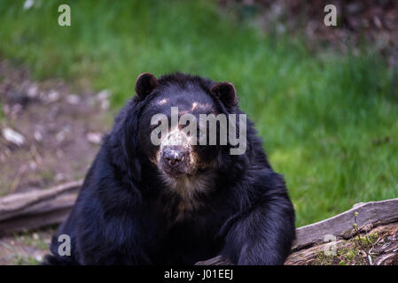 Europäische Black Bear Cub zum Entspannen in der Sonne in einem zoo Stockfoto