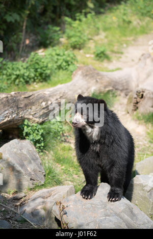 Europäische Black Bear Cub zum Entspannen in der Sonne in einem zoo Stockfoto