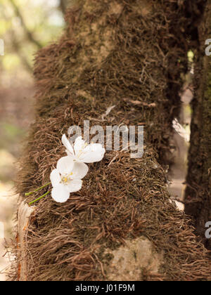 Zwei weiße Blütenköpfchen auf der Rinde eines Baumes Stockfoto