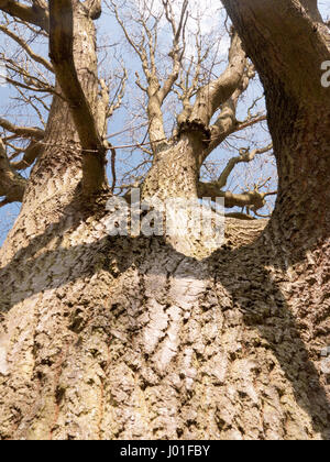 Ein Baum von der Unterseite des Rumpfes aus gesehen Stockfoto