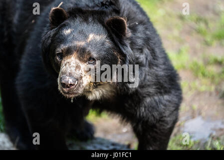 Europäische Black Bear Cub zum Entspannen in der Sonne in einem zoo Stockfoto