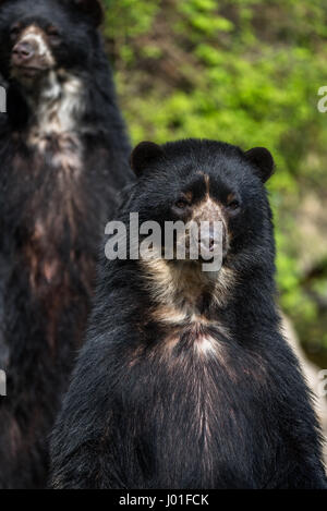 Traurige alte Bär am Fluss umzusehen Stockfoto