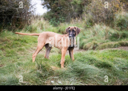 Rhodesian Ridgeback Hund Welpe draußen auf dem Rasen während Ihres Studiums gehen sie seine tragen ein Halsband Stockfoto