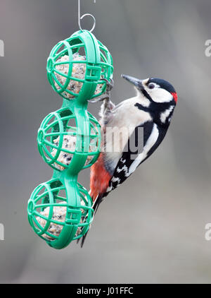 Männchen sehr beschmutzt Specht hängen dicke Kugel Zubringer Stockfoto