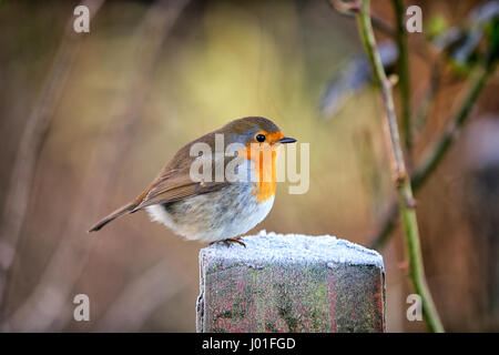 Winter-Schuss von Robin Garten Vogel thront auf einem frostigen Holzzaun Pfosten Stockfoto