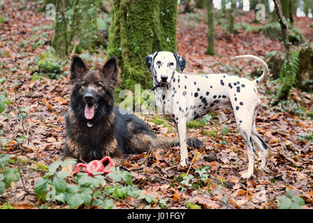 Dalmatiner und Deutscher Schäferhund im Wald im winter Stockfoto